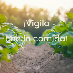 Taller Vigila con la comida